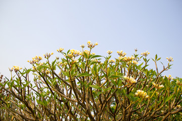 Beautiful of plumeria Flower