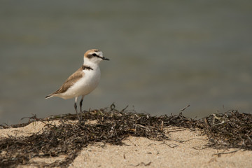 Kentish plover / Charadrius alexandrinus