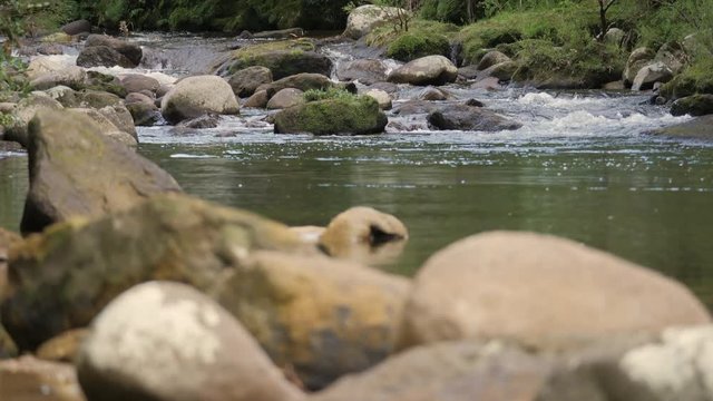 Pristine river flowing over boulders through native forest in New Zealand tilt up shot