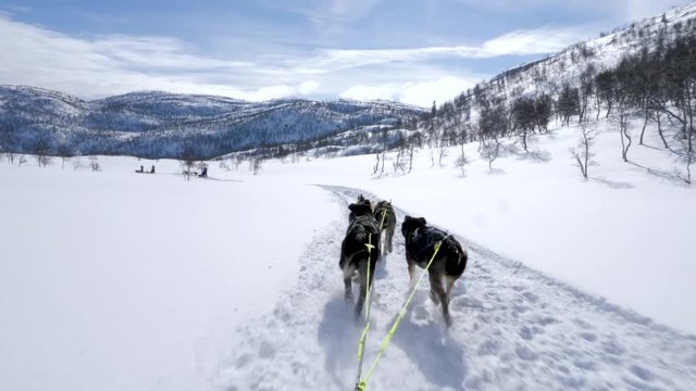 Static, point of view shot, of a pack of dogs dragging a sledge, between snowy mountains, in Norwegian wilderness, on a sunny, winter day, in Norway