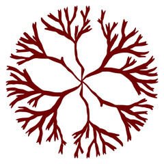 Grateloupia cornea