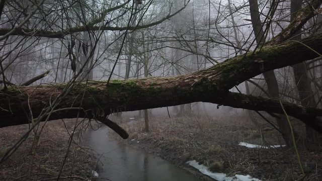 Jib shot from a fallen tree over a foggy woodland stream.