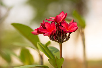 Beautiful of plumeria Flower