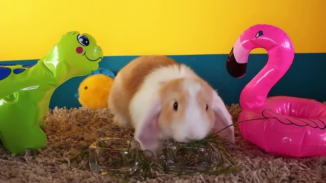 Cute mini bunny lop rabbit funny cute white ear bun short video