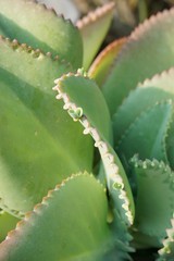 Kalanchoe hybrid plant in nature garden