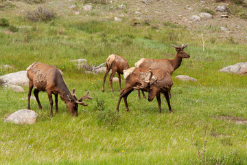 Naklejka na ściany i meble group of elk grazing in field