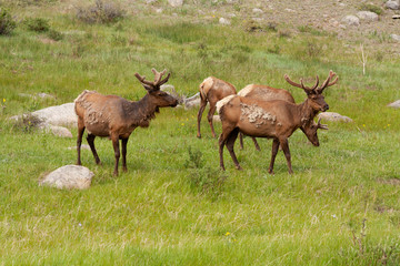 Naklejka na ściany i meble group of elk grazing in field
