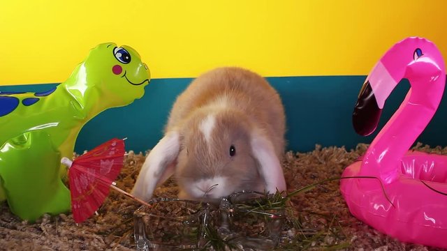 Cute mini bunny lop rabbit funny cute white ear bun short video