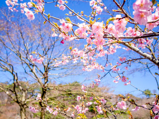 【静岡県伊豆市】満開の桜【修善寺虹の郷】
