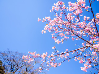 【静岡県伊豆市】満開の桜【修善寺虹の郷】