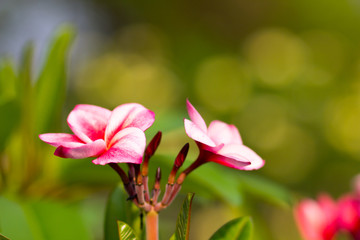 Beautiful of plumeria Flower