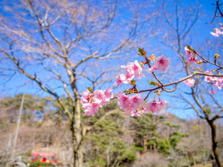 【静岡県伊豆市】満開の桜【修善寺虹の郷】