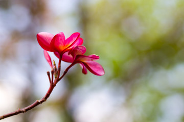 Fototapeta premium Beautiful of plumeria Flower