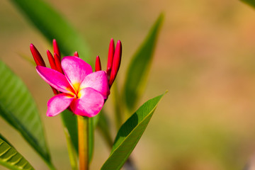 Obraz premium Beautiful of plumeria Flower