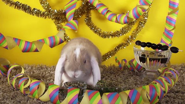 Cute mini bunny lop rabbit funny cute white ear bun short video