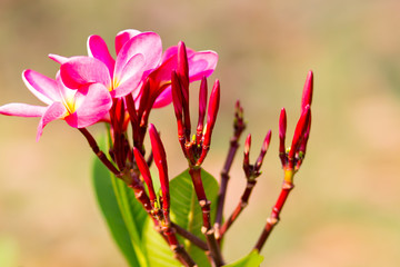 Fototapeta premium Beautiful of plumeria Flower