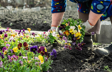 garden, grow seasonal viola flowers