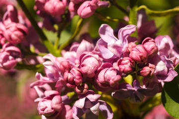 Fototapeta na wymiar Branch of fresh purple lilac flowers in a city public park close-up