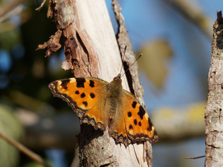 Face dorsale du papillon la Grande tortue ou Vanesse de l'orme (Aglais polychloros)