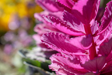 Naklejka premium 京都ぶらり、春の花