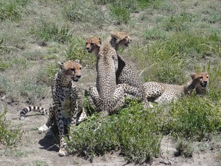 Guépards@ptiteidcom