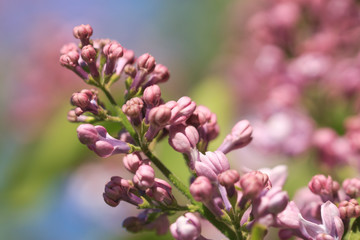 Bouquet of purple lilac flowers on defocused background