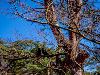 【静岡県伊豆市】日本庭園の赤松【修善寺虹の郷】