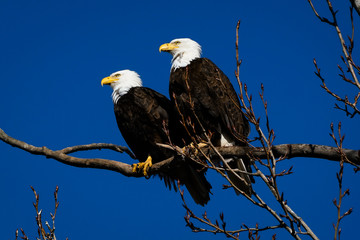 Double American bald eagles perch on tree snag against background of blue sky. Photo was taken in Vancouver, BC, Canada