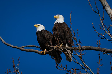 Double American bald eagles perch on tree snag against background of blue sky. Photo was taken in Vancouver, BC, Canada