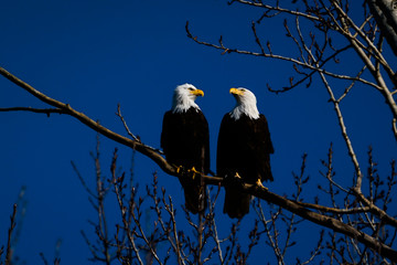 Double American bald eagles perch on tree snag against background of blue sky. Photo was taken in Vancouver, BC, Canada
