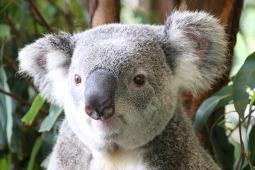 Koala Bear, Lone Pine Sanctuary, Brisbane, Australia 