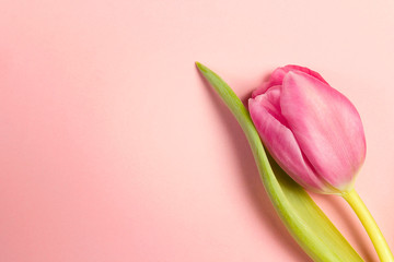 Close up tulip flower and copy space on pink pastel background.