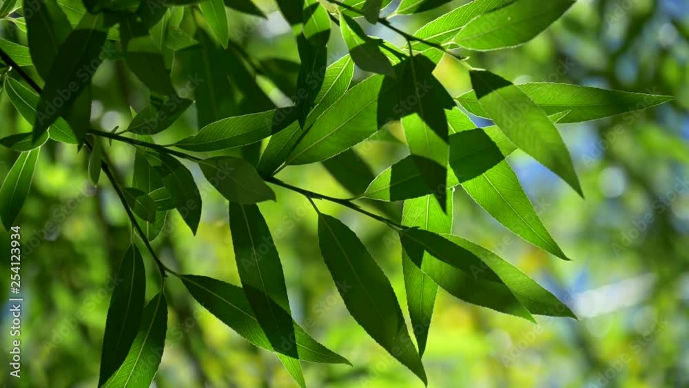 Poster Green foliage of a tree in spring. Beautiful colored bokeh made of trees waving in the wind. Slow motion shot