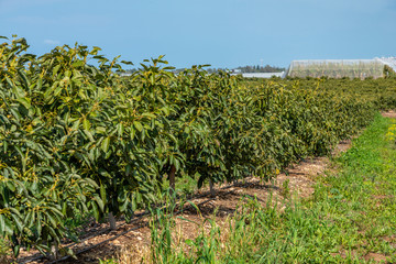 Avocado plantation field