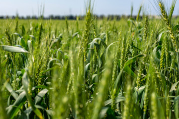 Obraz premium Green wheat field