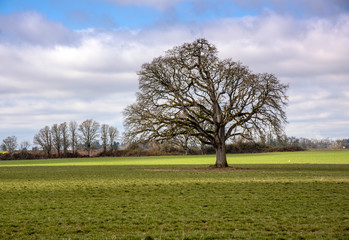Fototapeta na wymiar Large tree in a field Oregon countryside.