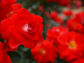 清楚な赤い薔薇