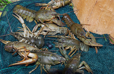 Crayfish on a fishing net