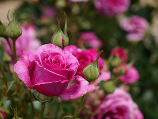 気品漂う薔薇の香り