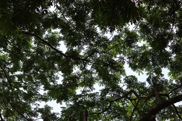 Fototapeta premium nature
