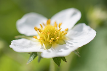Close-up of blooming strawberry flower on blurred green background. Horizontal macro photography.