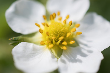 Macro picture of Victoria strawberry flower, top View, close to stamens and pollen. Blurred horizontal photo