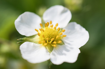 Close-up of blooming strawberry flower on blurred green background. Horizontal macro photography.