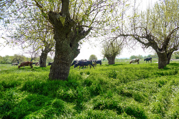 Cows graze grass along mulberry trees. It is spring. Fresh grass and young leaves of trees.