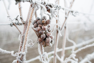 Ice wine. Wine red grapes for ice wine in winter condition and snow. Frozen grapes covered by white...