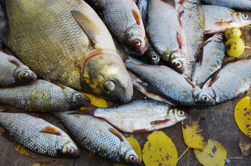 Bream fish and other river fish
