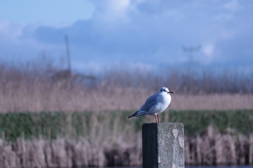 seagull stand on concrete pillar, sky background view