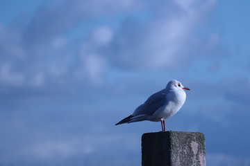 seagull stand on concrete pillar, sky background view