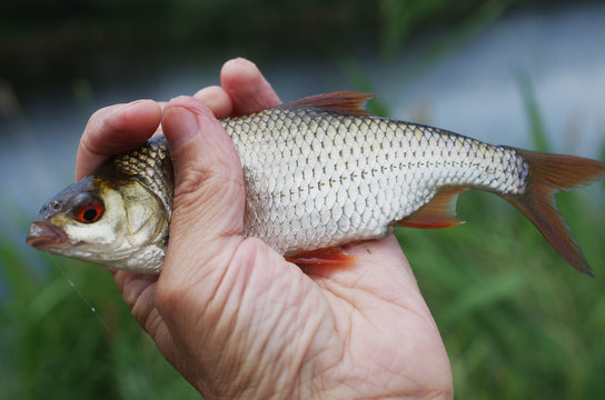 Fish roach in angler's hand on the background of the river