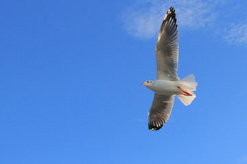 sea gulls flying in the sky